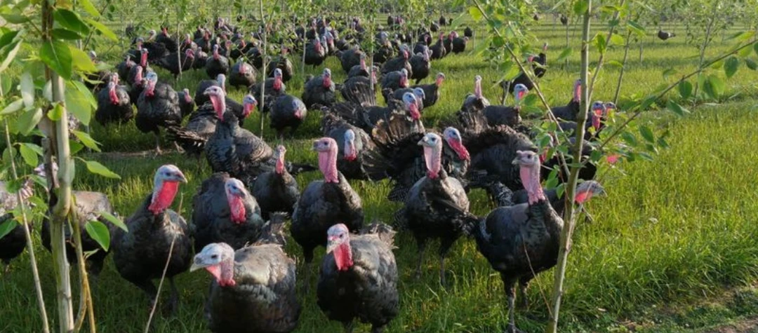 Putenaufzucht Puten auf der Wiese