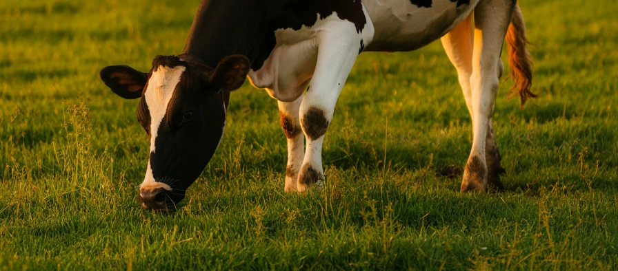 Färse Kuh weidet auf einer Wiese.