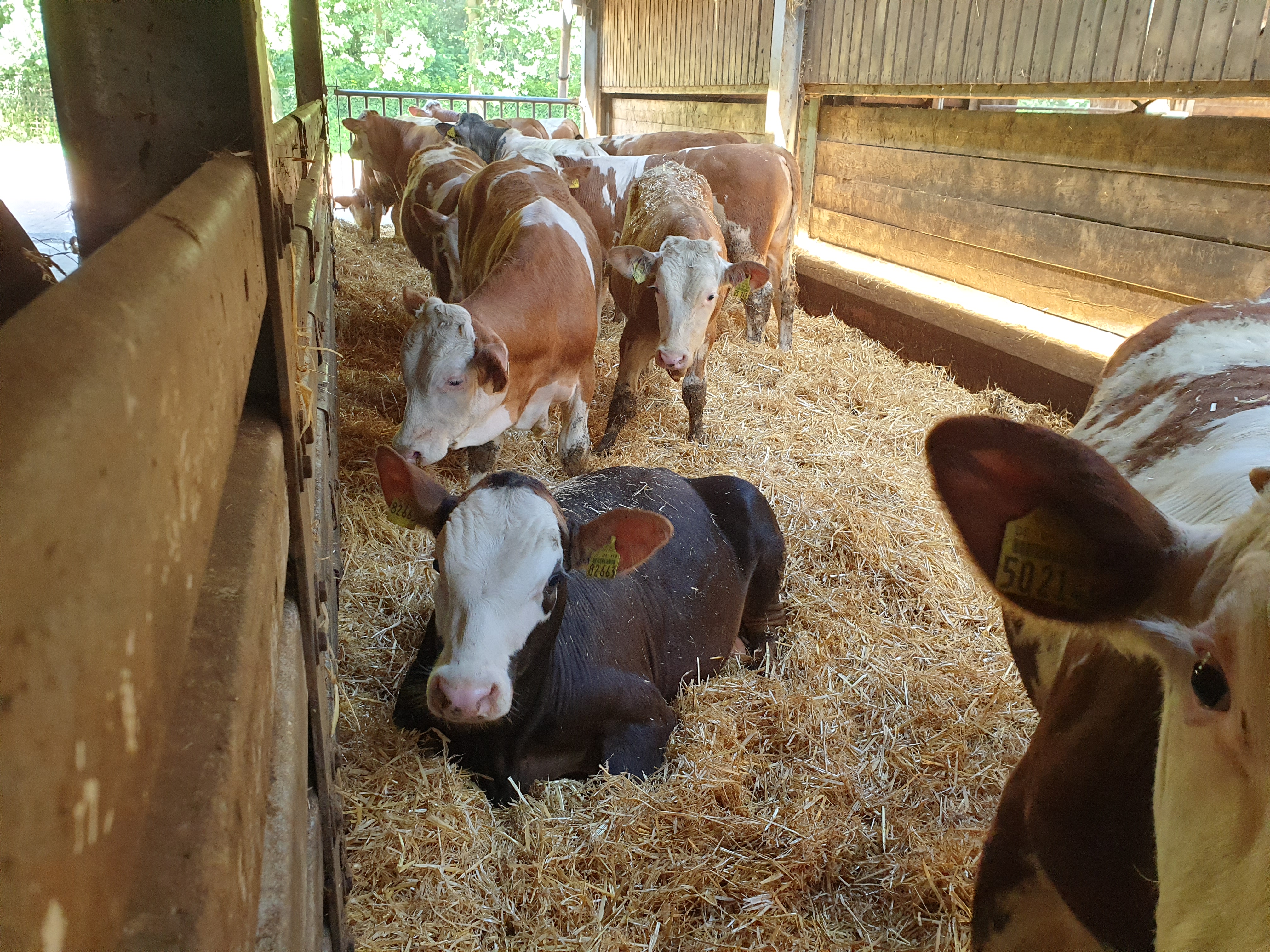 Kälber im Stall