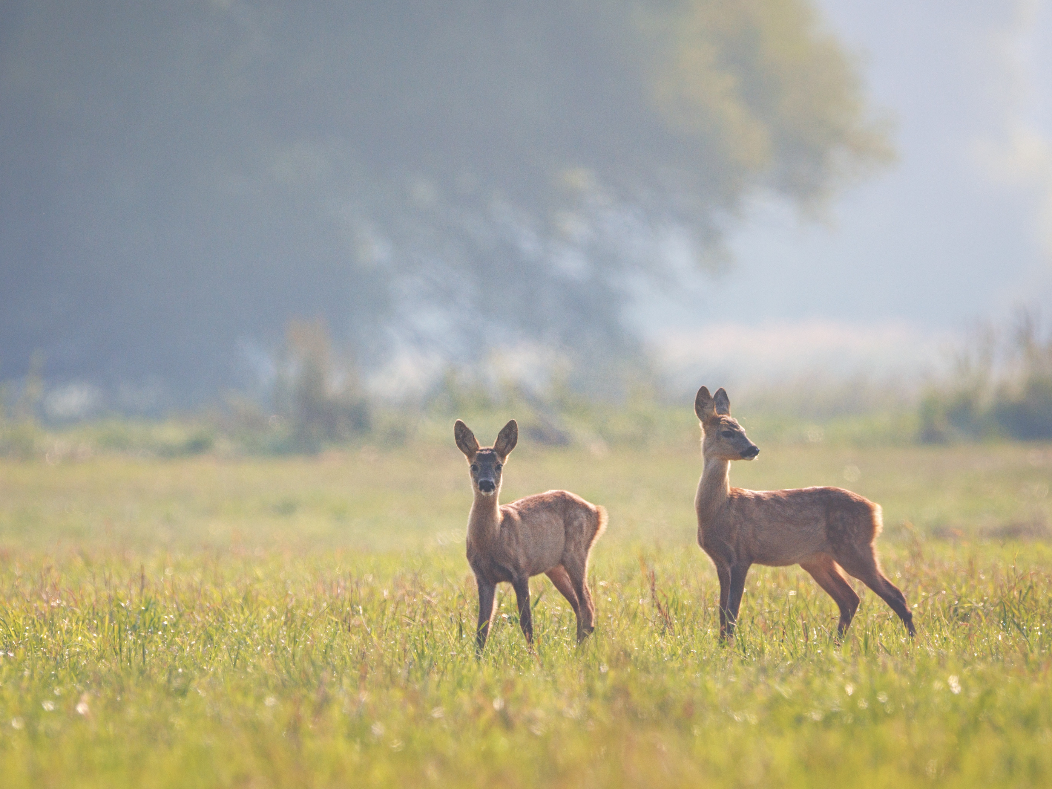 Rehe auf der Wiese