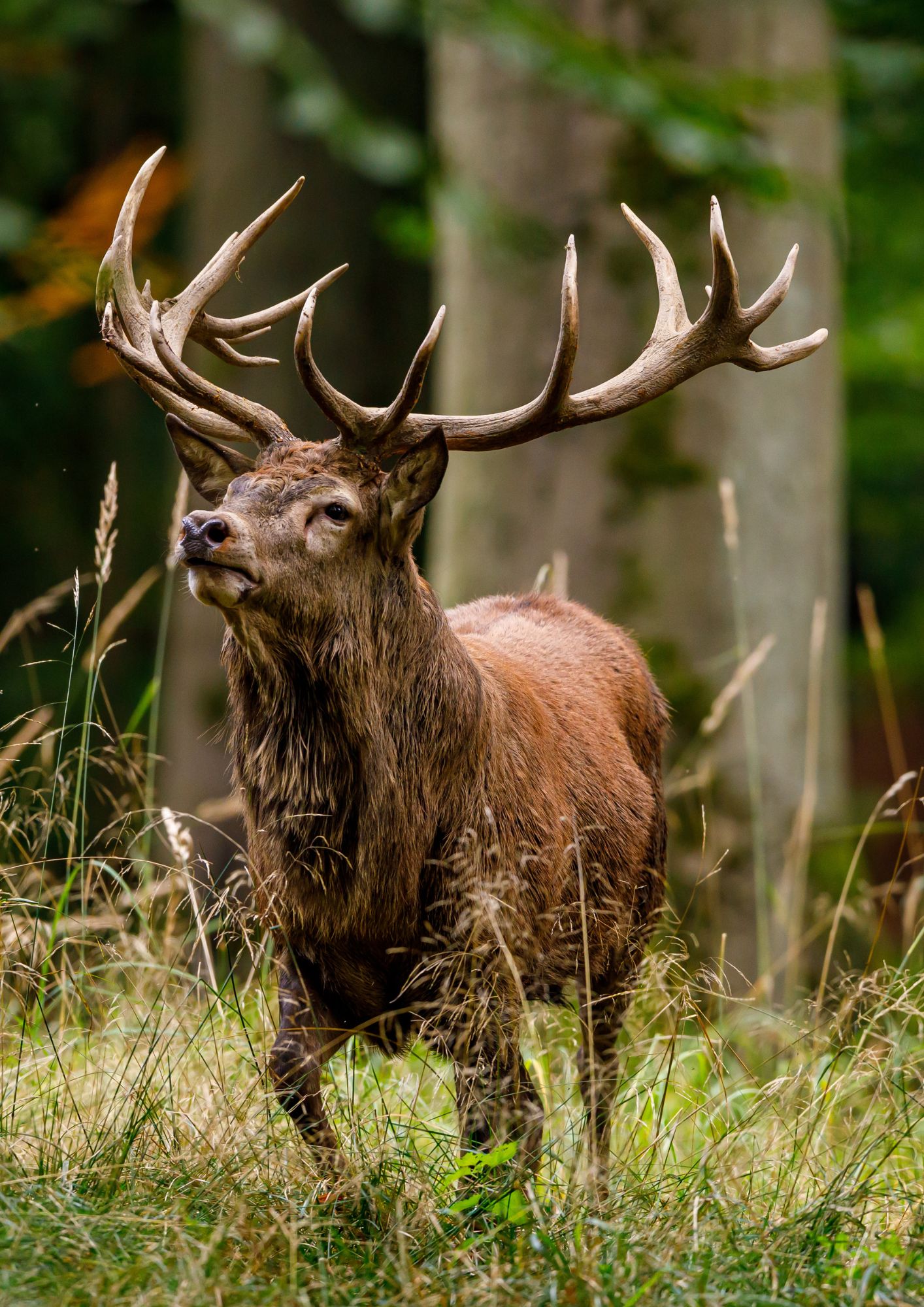 Hirsch im Wald