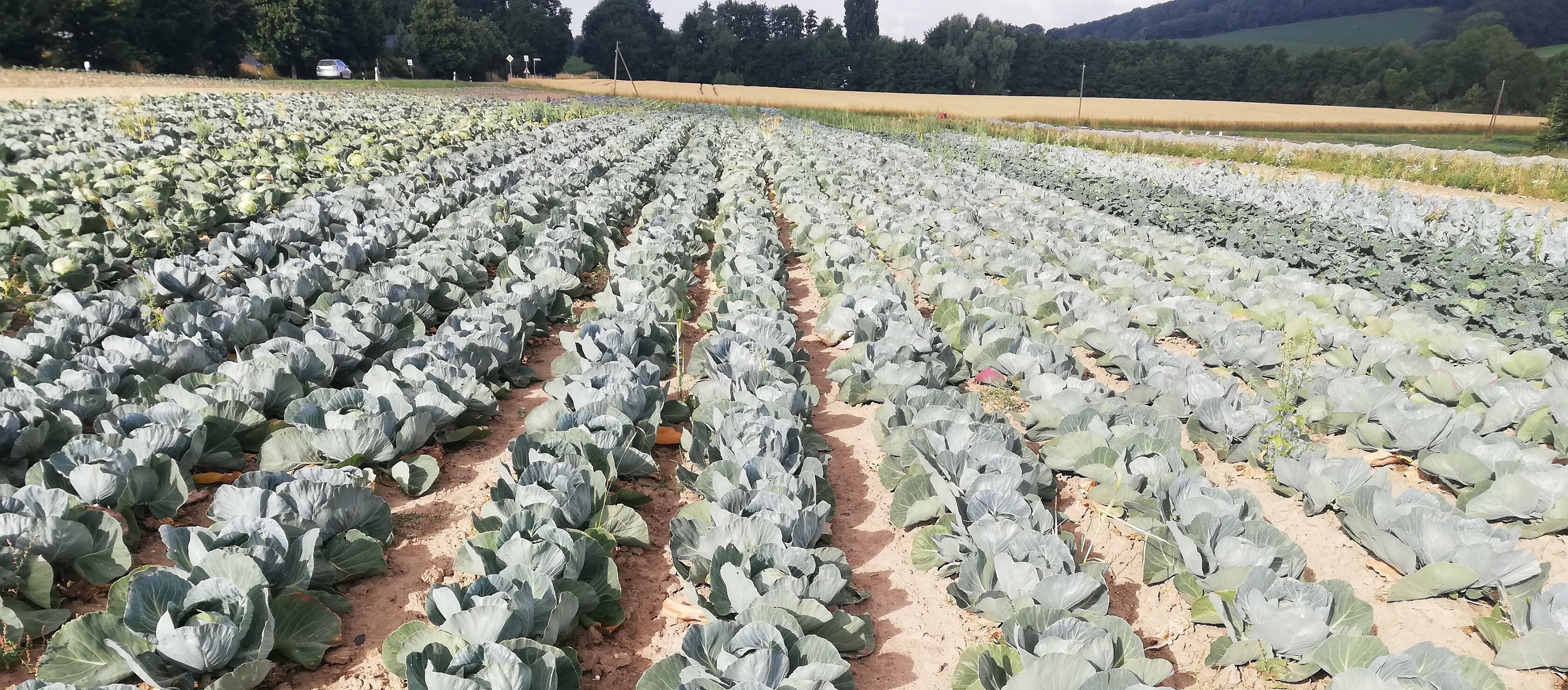 Ein Feld mit Kohlköpfen.