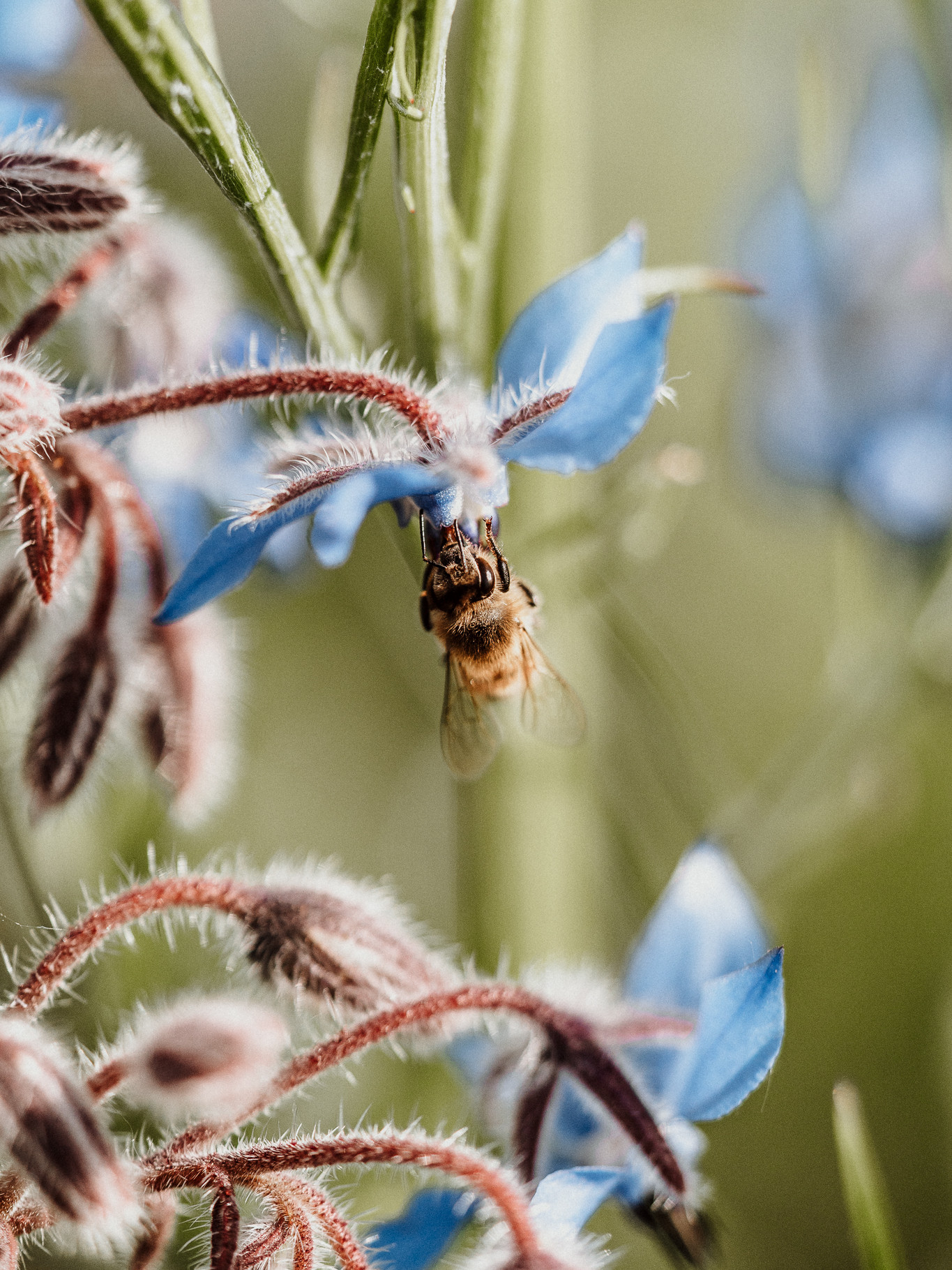 Biene an Blüte