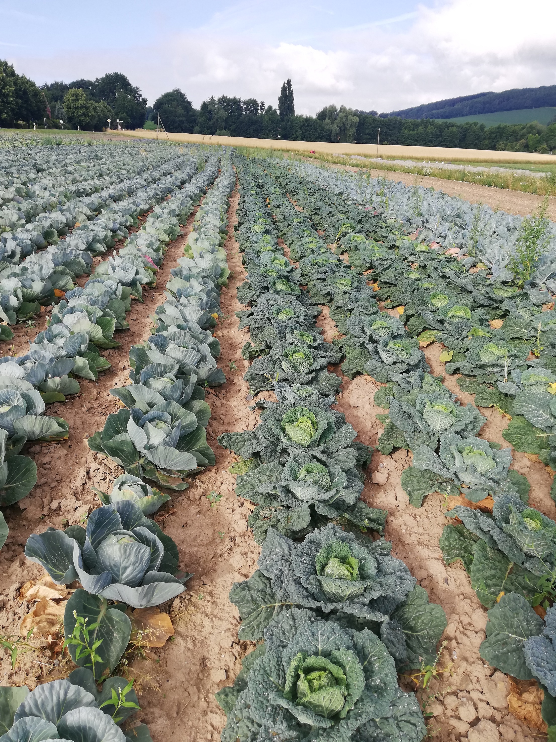 Ein Feld mit Kohlköpfen