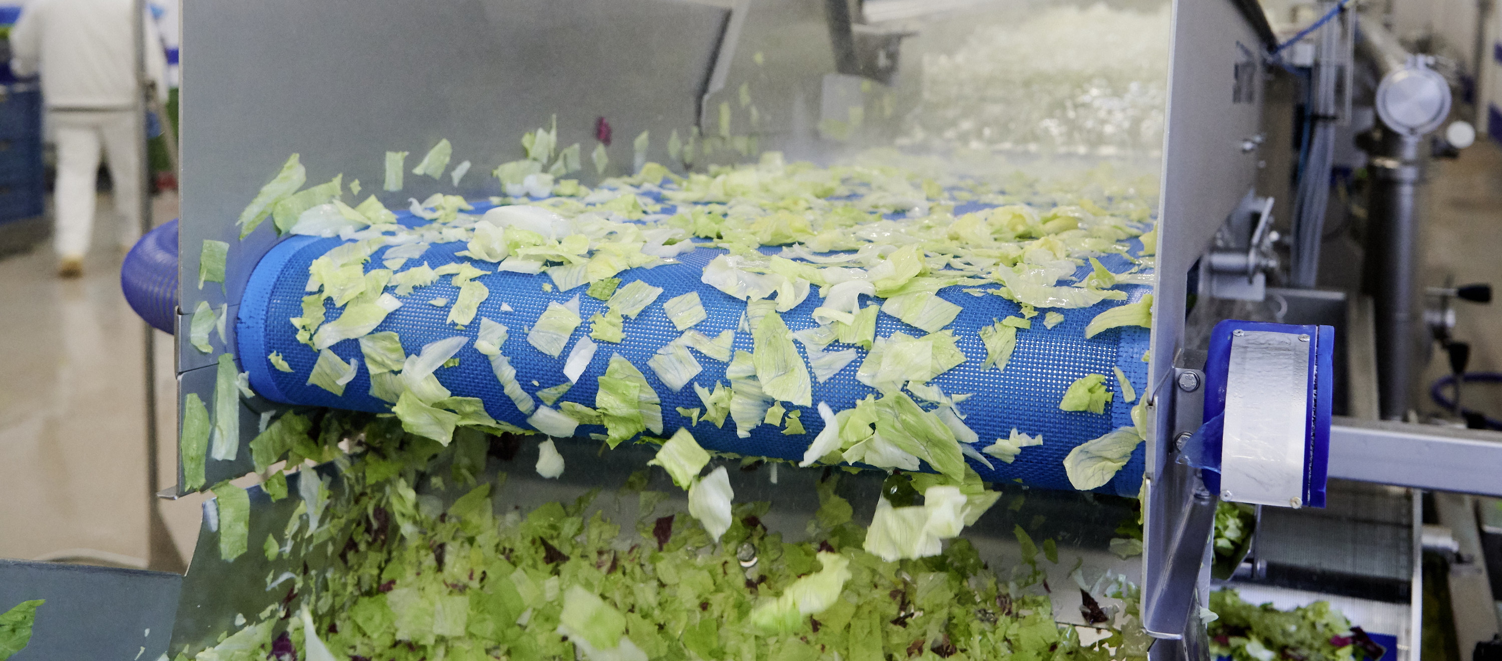 Geschnittener Salat läuft durch die Verarbeitung