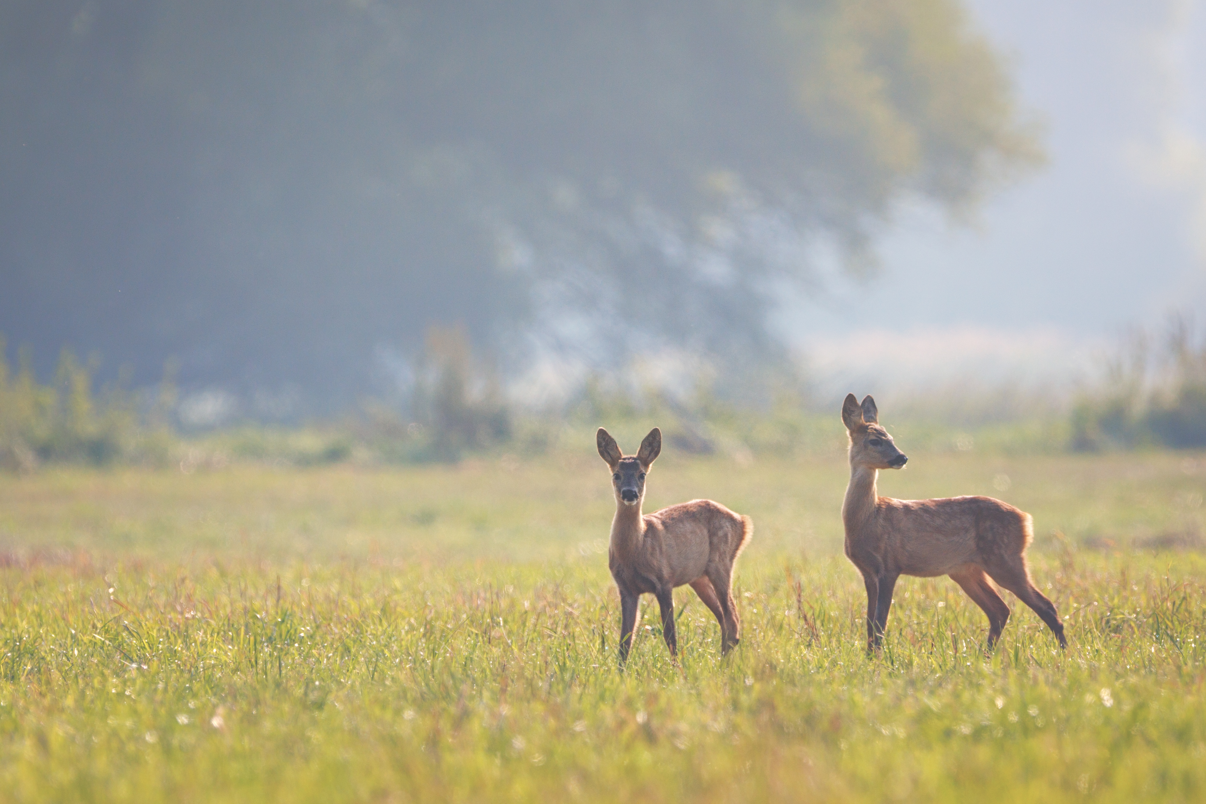 Rehe auf der Wiese