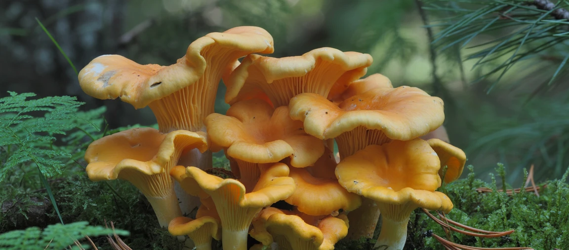 Pfifferlinge Pfifferlinge im Wald