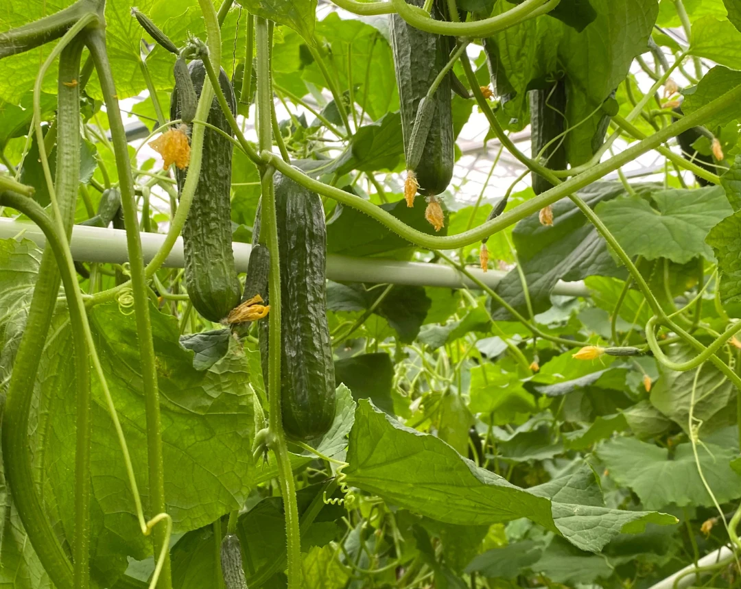 Gurkenpflanzen
