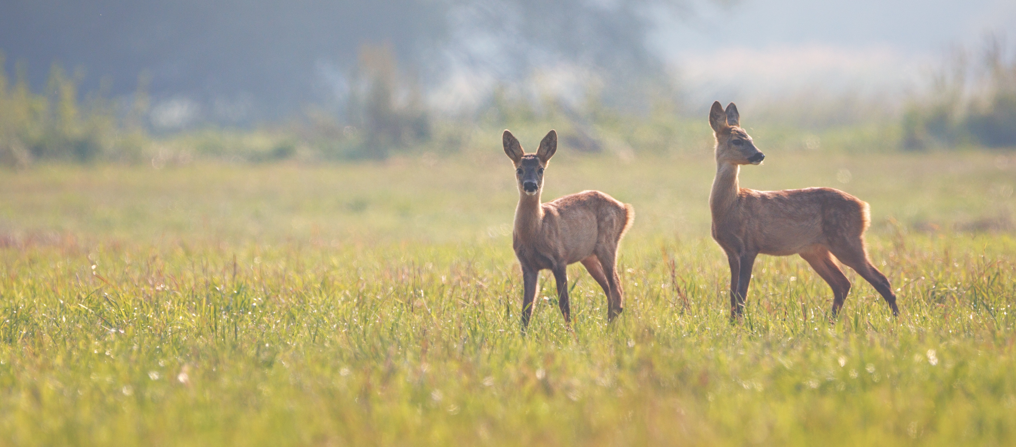 Rehe auf der Wiese