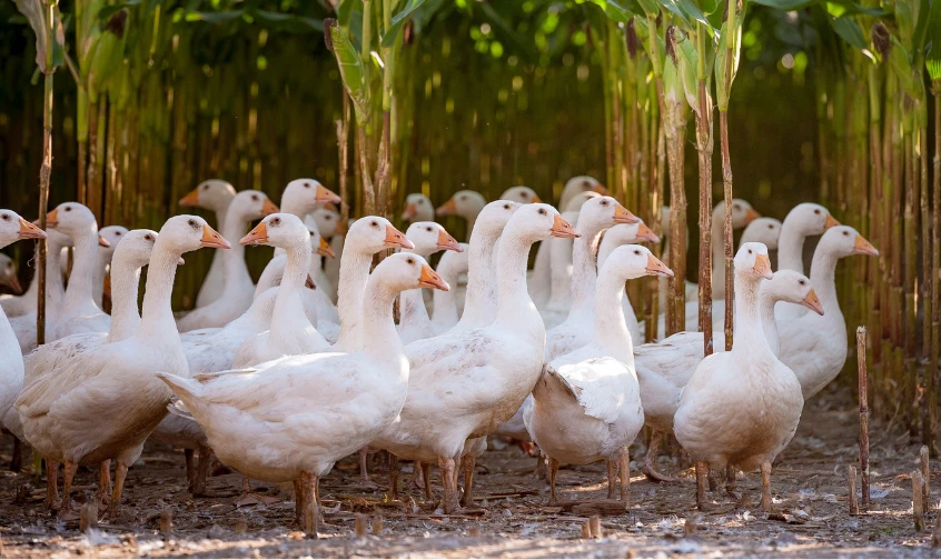 Gänse Claßen