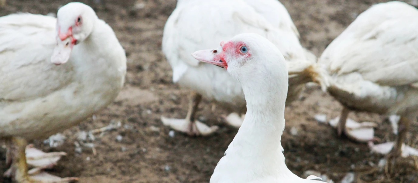 Baumhöver Eine Gruppe weißer Enten.