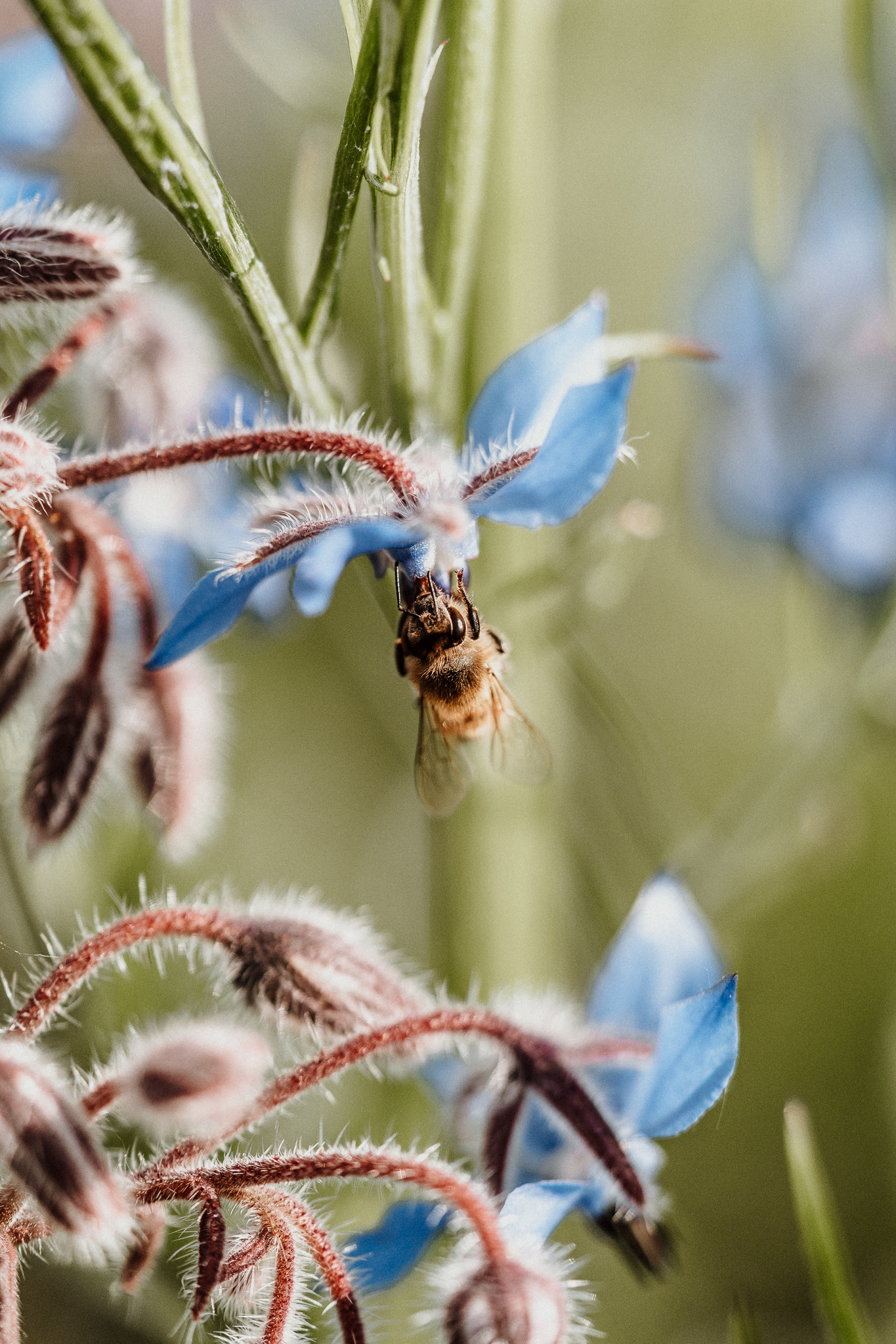 Biene an Blüte