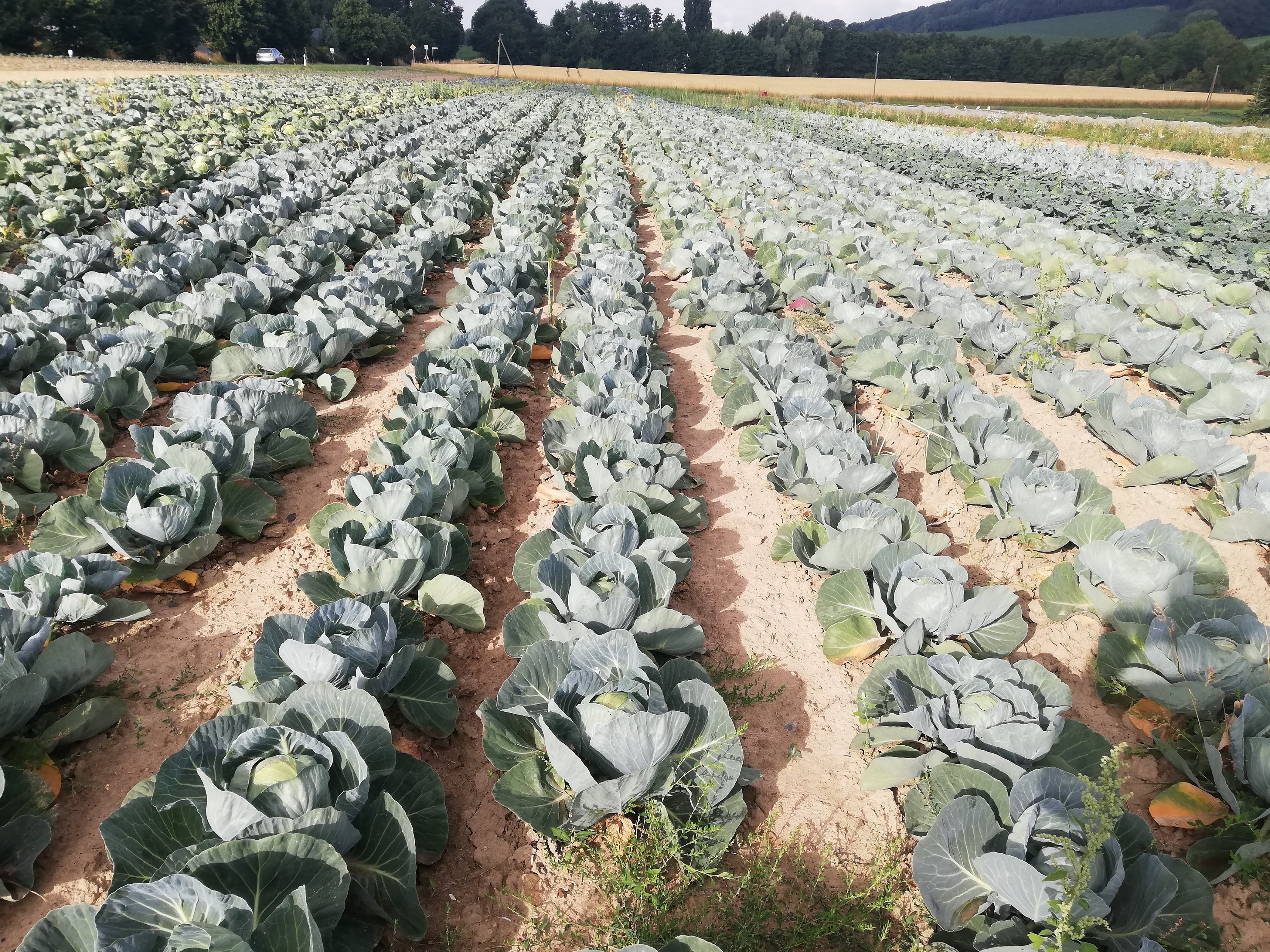 Reinkenymeyer Ein Feld mit Kohlköpfen.