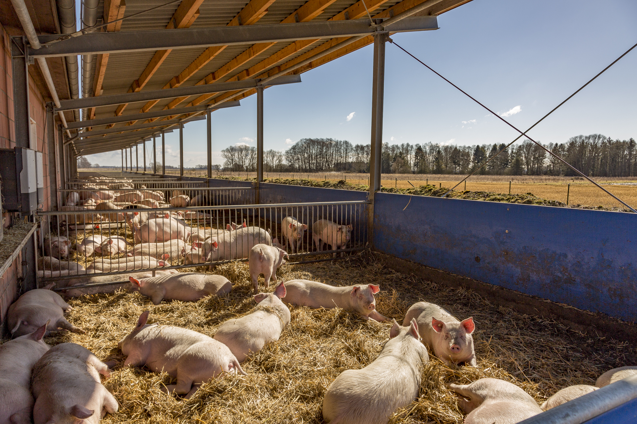 Schweine im Stall