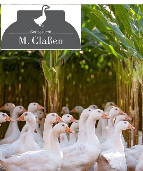 Gänse Claßen