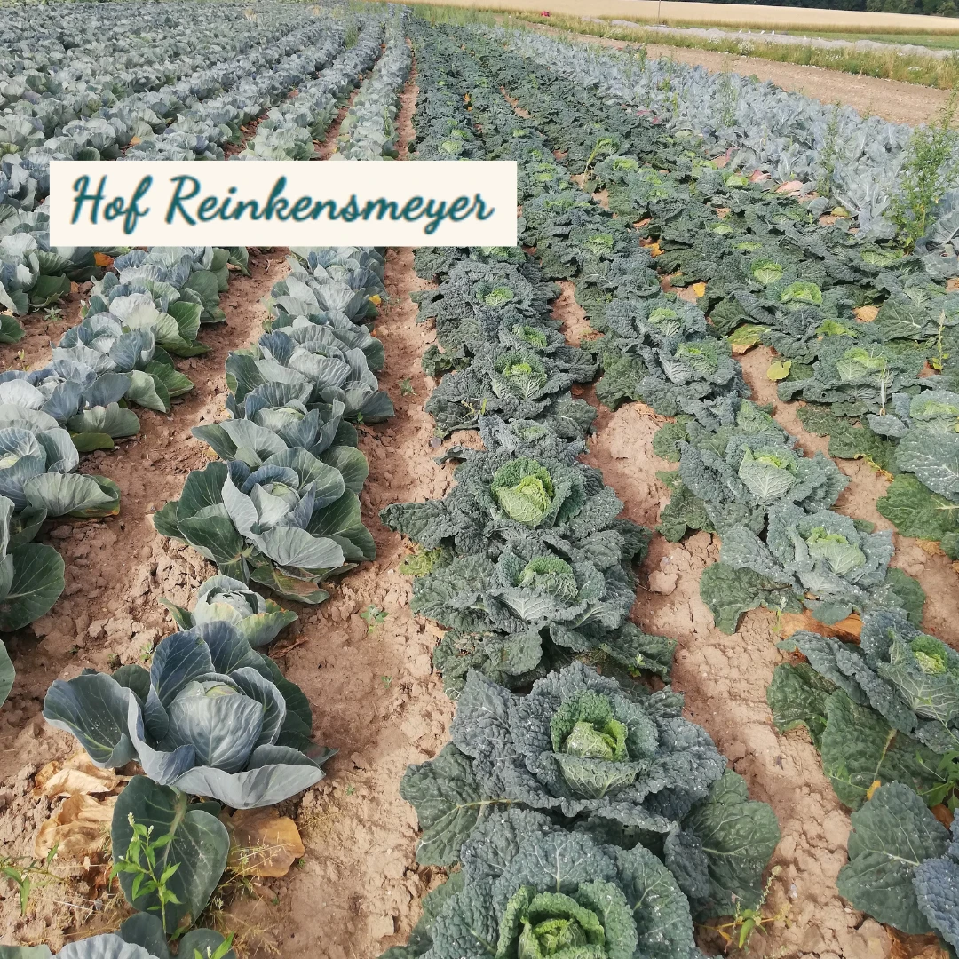 Feld mit Kohlkopfen